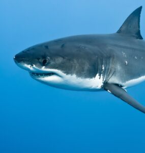 Акули в Албанії — чи є в Албанії акули і чи безпечно купатися?