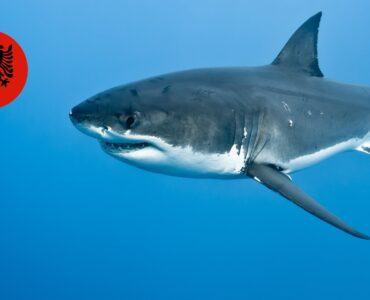 Акули в Албанії — чи є в Албанії акули і чи безпечно купатися?