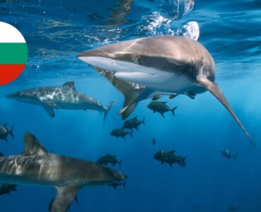 Акули в Болгарії — чи є на Чорному морі та чи безпечно купатися?