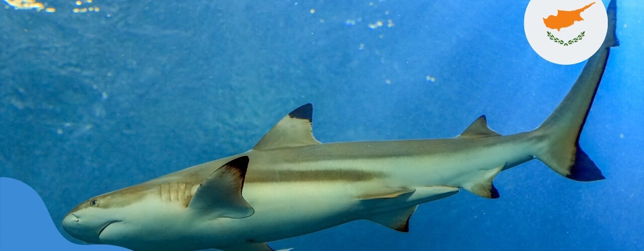 Акули на Кіпрі