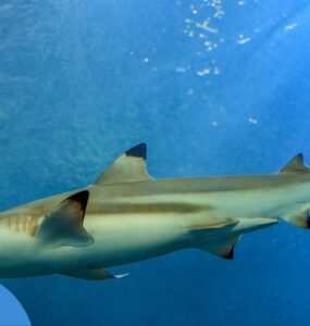 Акули на Кіпрі