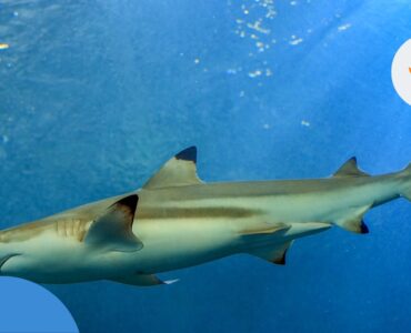 Акули на Кіпрі