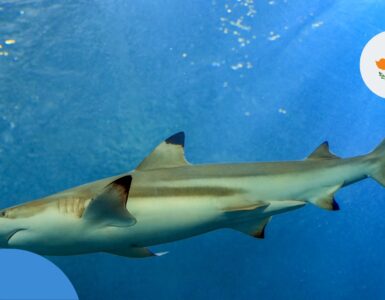 Акули на Кіпрі