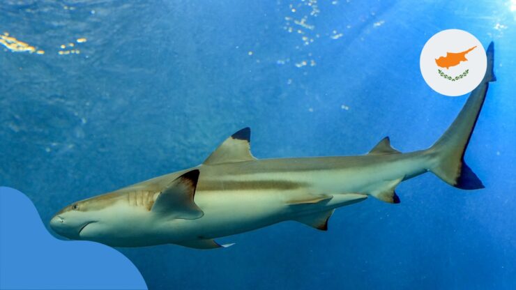 Акули на Кіпрі