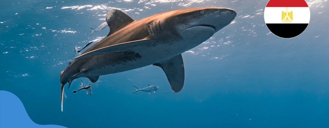Акули в Єгипті