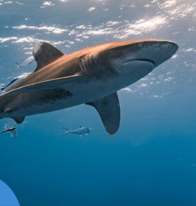 Акули в Єгипті