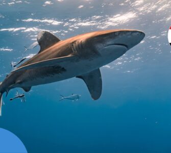 Акули в Єгипті