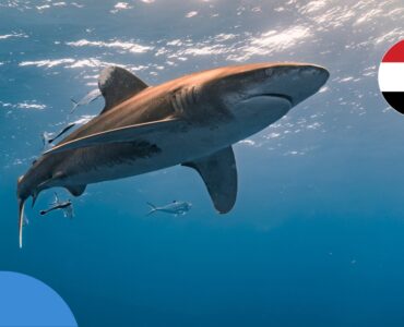 Акули в Єгипті