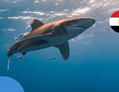 Акули в Єгипті