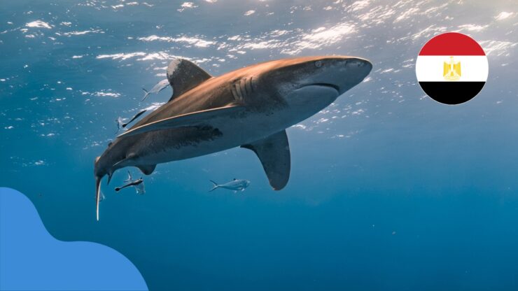 Акули в Єгипті